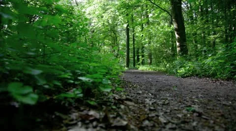 Epic cinematic forest low angle tracking shot 1080p Stock Footage 10840400