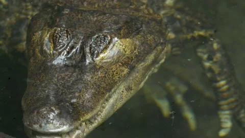 Epic close-up of an Aligator submerging in a river. Stock Footage 166249697