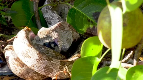 Epic closeup of rat snake head swallowing a bird 11 Stock Footage 135476707