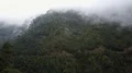 Epic clouds rainforest mountain woodland backwards aerial time-lapse La Palma 4k 4k or 4k+ Resolution