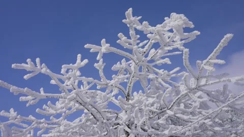 Epic Cold Winter Establishing Shot Heavy Snow and Dense Fog Stock Footage 336952755