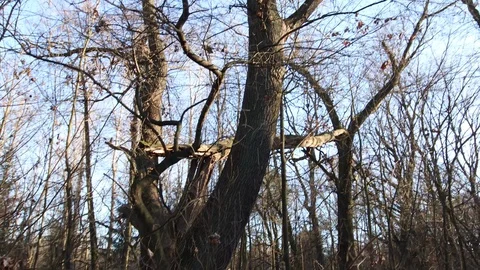 Epic crane shot of a old big tree with broken branch after the storm Stock Footage 123979501