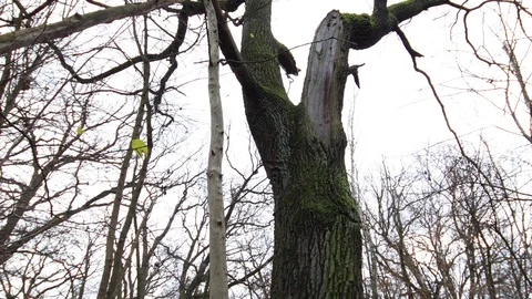 Epic crane shot of a old broken tree wafter hurricane Stock Footage 120649367