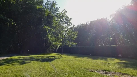 Epic display of summer forest with lush greenery &amp;amp; pollen particles floating Video stock 92089701