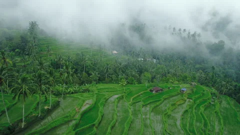 Epic dramatic view of lush green rice terraces in the mountains covered with fog Stock Footage 241403900