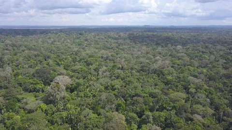 Epic drone aerial view of nature trees in the Amazon rainforest. Stock Footage 131561107