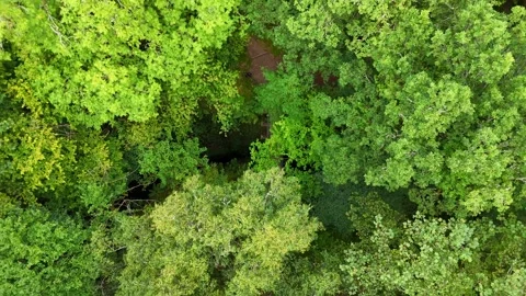 Epic Drone Ascent Revealing Vast Forest Landscape Stock Footage 330660337