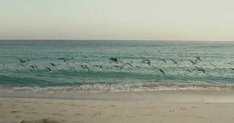 Epic drone flight behind and between wild sea birds, pelicans and seagulls above Stock Footage 261076855