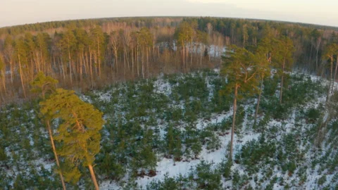 Epic Drone FPV aerial flight over forest on a winter day Stock Footage 149349344