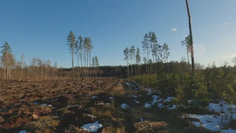 Epic Drone FPV aerial flight over forest on a winter day Stock Footage 149785471