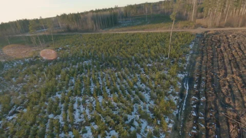 Epic Drone FPV aerial flight over forest on a winter day Stock Footage 149785769