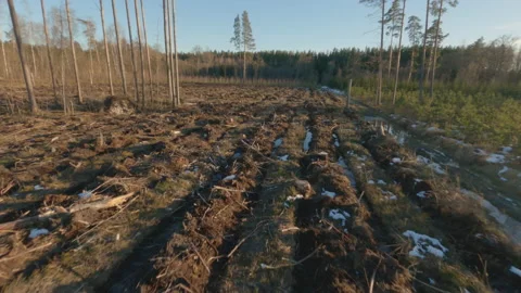 Epic Drone FPV aerial flight over forest on a winter day Stock Footage 149786196