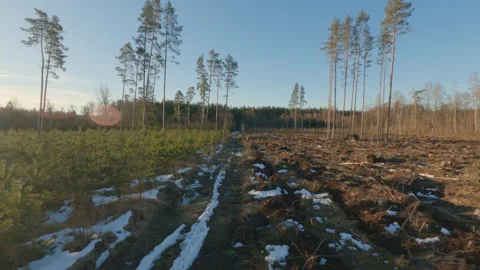 Epic Drone FPV aerial flight over forest on a winter day Stock Footage 149787627