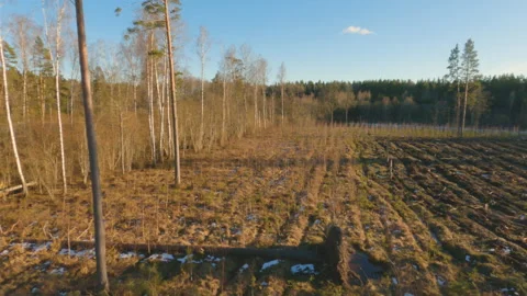 Epic Drone FPV aerial flight over forest on a winter day Stock Footage 149787818