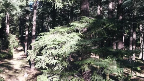 Epic Drone Rise Shot Through Cedar Tree Into Dense Forest in Middle Atlas Stock Footage 335357692