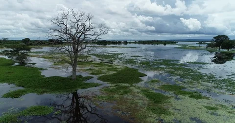 Epic drone rotating tree shot in wetlands ends in accident and the drone Stock Footage 128191561