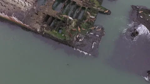 Epic Drone shot of Ship Wreck-Birds eye view-wwI WWII Seals and birds Stock Footage 54566985