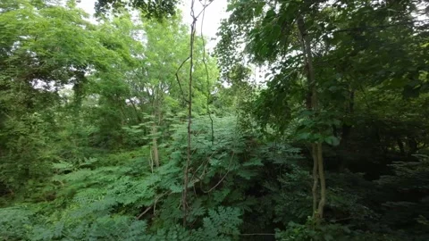 Epic Drone Voyage: Dancing Through Forest Canopy Stock Footage 246488328