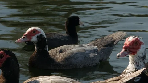 Epic Duck among the Ducks Stock Footage 120201916