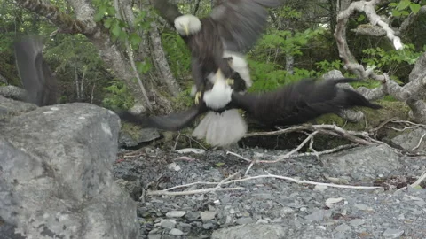 Epic Eagle Battle 4k Video stock 232878701