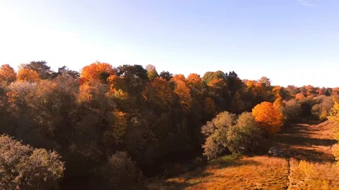 Epic Flight Over Autumn Forrest. Colorful Trees Drone Aerial. Stock Footage 111462876