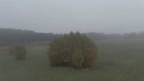 Epic Flight Over Autumn Forrest. Early morning. Colorful Trees Drone Aerial in a Stock Footage 111462928