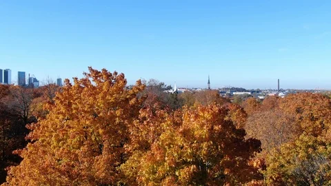 Epic Flight Over Autumn Forrest. Colorful Trees Drone Aerial. Stock Footage 111463282