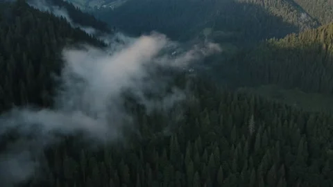 Epic footage of deep and wild green pine forest high in mountains Carpathians Stock Footage 160149070