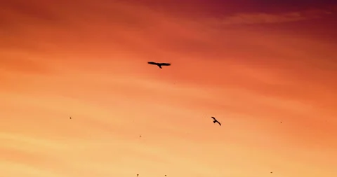 Epic footage of Eagles hunting bats at sunset, Safari in Africa, Slow motion Stock Footage 200837481