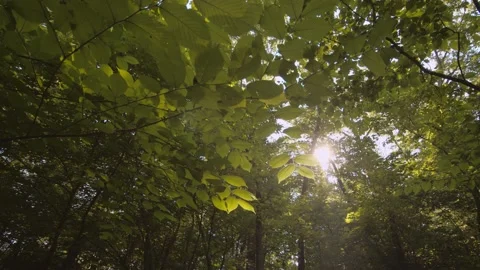 Epic Forest Stock Footage 138715781