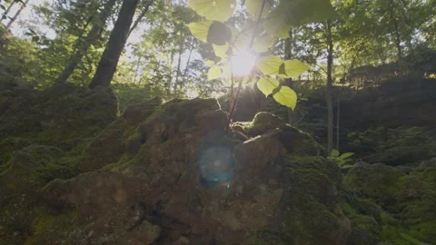 Epic Forest Vídeos de archivo 138715913