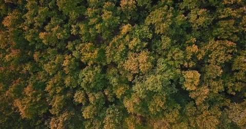 Epic forest top-view seen from drone and changing color from green to gold. Stock Footage 126661104