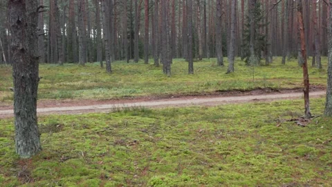 Epic Forest with Unpaved Road in Early Spring Time in Canada 動画素材 165988752