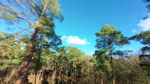 Epic FPV drone low pass through Woburn forest in sunny conditions. Video stock 330133943
