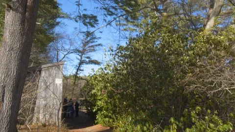 Epic Gimbal Tilt-up to Trees in the Wind to Pure Blue Sky Video stock 93190721