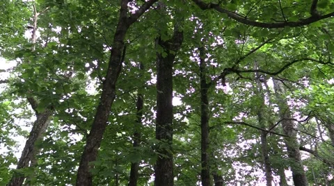 Epic Granduer Forest Stock Footage 51801011
