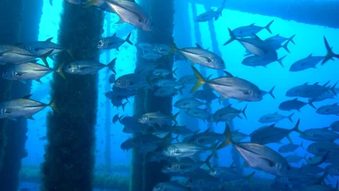 Epic healthy underwater ecosystem under oil rig platform Stock footage Texas Stock Footage 71887158