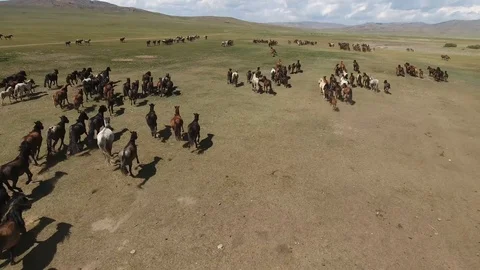 Epic herd of horses galloping zoom out with a drone in mongolia Stock Footage 85756336