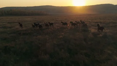 Epic herd of horses running fast across meadow field Romantic orange dawn Aerial Stock Footage 142776821