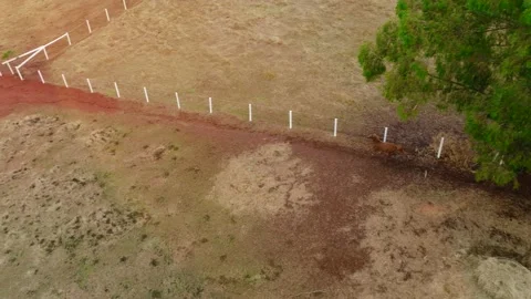 Epic herd of horses running fast across meadow field. Romantic orange dawn Stock Footage 233029499