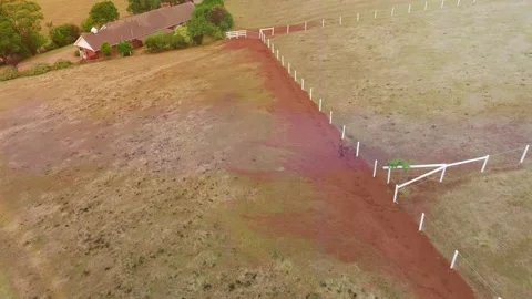 Epic herd of horses running fast across meadow field. Romantic orange dawn Stock Footage 233030260