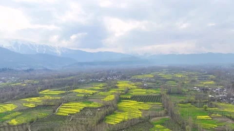 Epic high-altitude forward drone flight soaring over the vast, blooming mustard  Stock-Footage 333795471