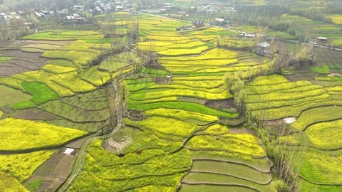 Epic high-altitude forward drone flight soaring over the vast, blooming mustard  Видео 333795745