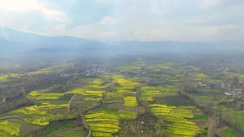 Epic high-altitude forward drone flight soaring over the vast, blooming mustard Stock Footage 333796019