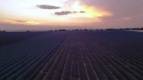 Epic Lavender Fields at Sunset Drone Aerial Colorful Sky Purple Flowers Fly.. Stock Footage 314410356