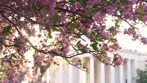 Epic Lens Flare Cherry Blossom Tree in Washington DC with Jefferson Memoria.. Stock Footage 336593220
