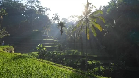 Epic light rays flying through rice fields in Bali in 4k Video stock 103789751