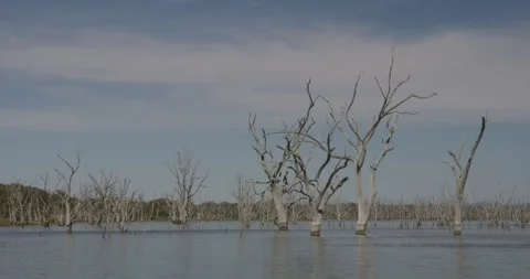 Epic Location With Death Trees On Lake Видео 331230779