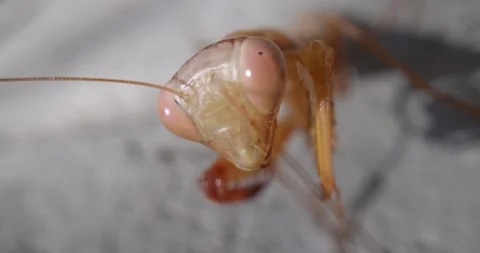 Epic macro, super close-up video shows a european female praying mantis Stock Footage 293669610