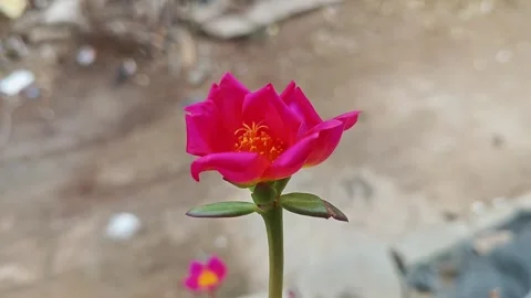 Epic macro view of Purple Portulaca, Moss Rose or Sun Rose flower in full b.. Stock Footage 313382157